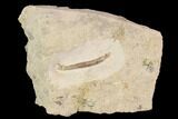 Rare Armored Worm (Lepidocoleus) - Haragan Formation #94442-1